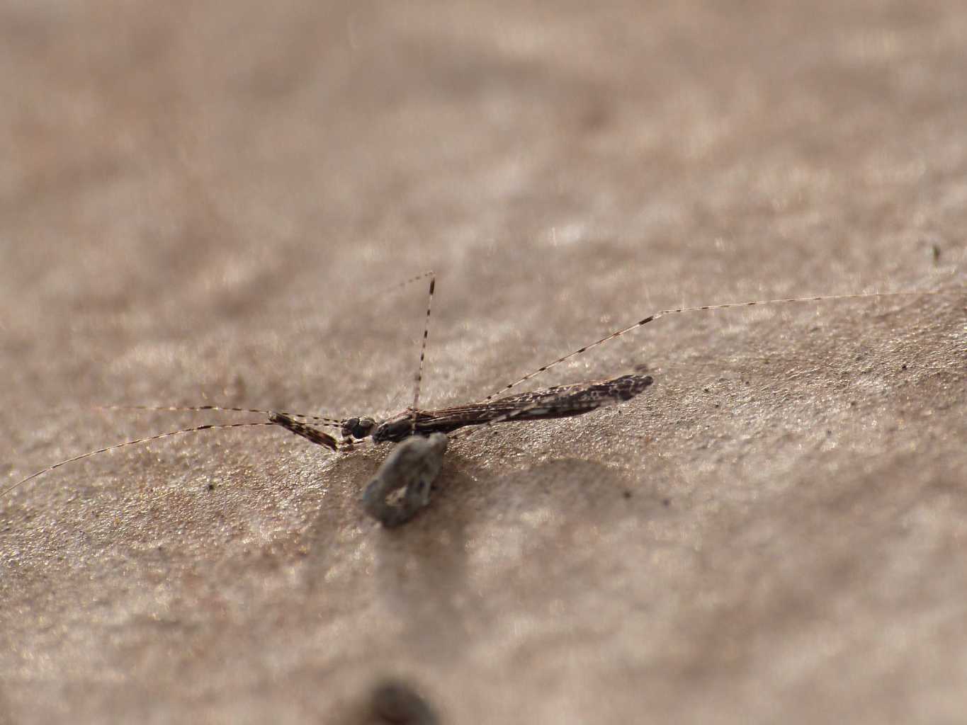 Reduviidae: Empicoris mediterraneus (cf) di Ostia (RM)